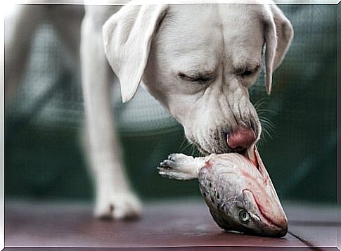 natural food for dogs: fish