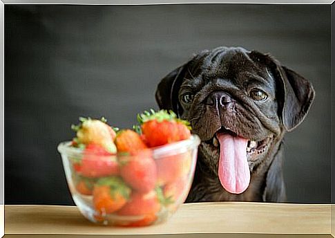 natural food for dogs: strawberries