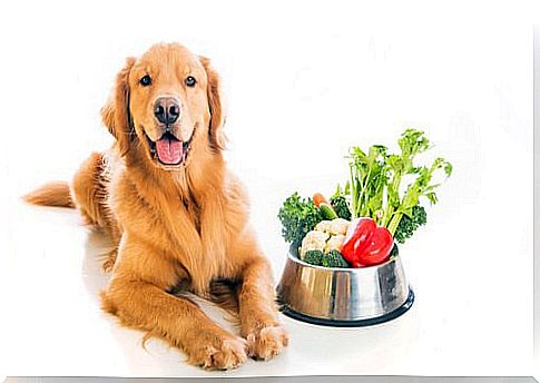 natural food for dogs: vegetables