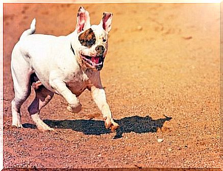 The American bulldog is one of the unrecognized dog breeds