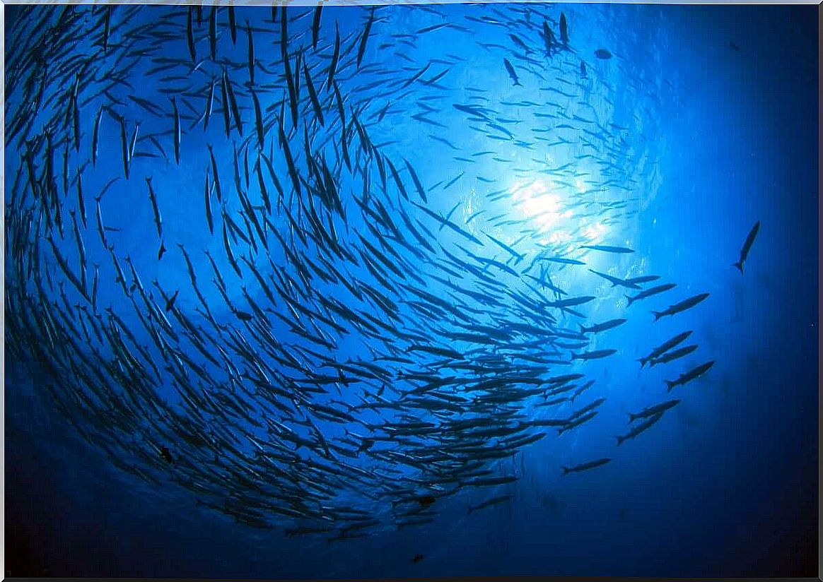 Certain areas of the seas and oceans are extremely rich in fish