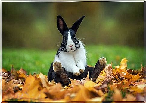 Original and iconic names for rabbits