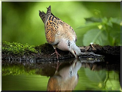 Pigeon species in Spain