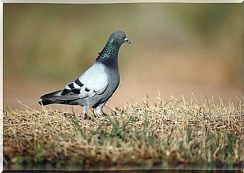 Pigeon on the grass