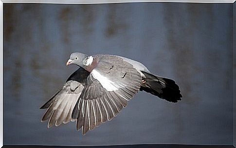 Wood pigeon in flight