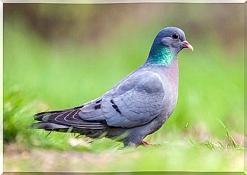 Exotic pigeon species from Spain