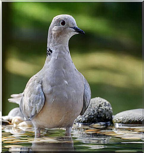 Pigeon in the water