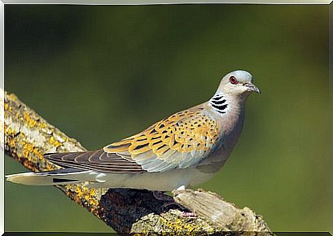 Pretty species of pigeons in Spain