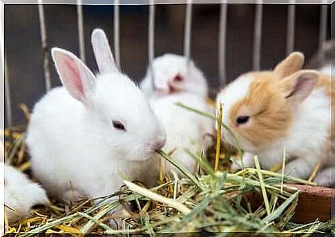 Plants for your rabbit: which are suitable feeds?