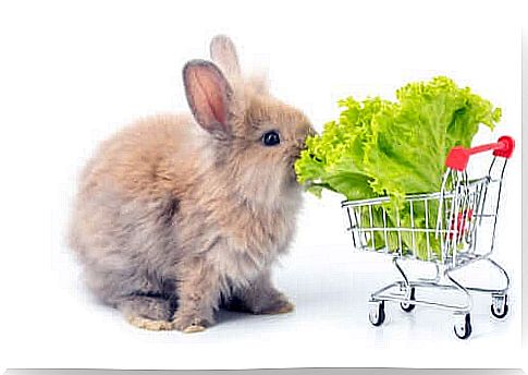 Rabbit nibbles on a lettuce leaf