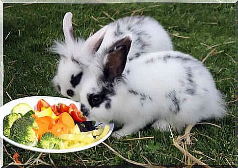 Vegetables for the rabbit