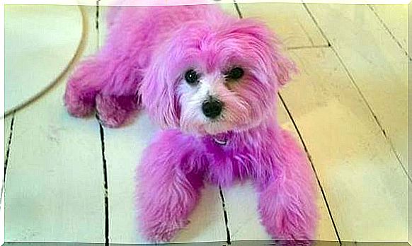 Police are looking for those responsible for the pink sprayed dog