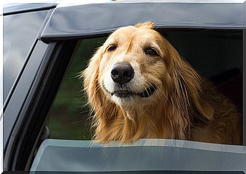 Preventing motion sickness in dogs