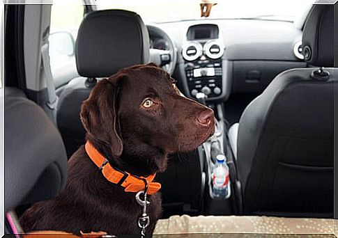 Motion sickness in dogs