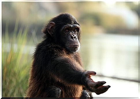 Monkeys can learn sign language