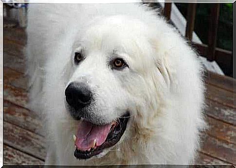 Pyrenean Mountain Dog: History and Characteristics