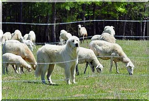 Pyrenean mountain dog as a shepherd