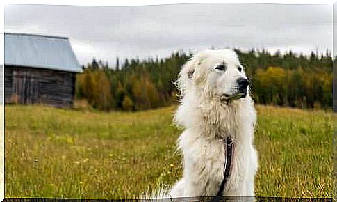 Pyrenean mountain dog is loyal