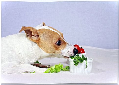 Recipes for dog salads