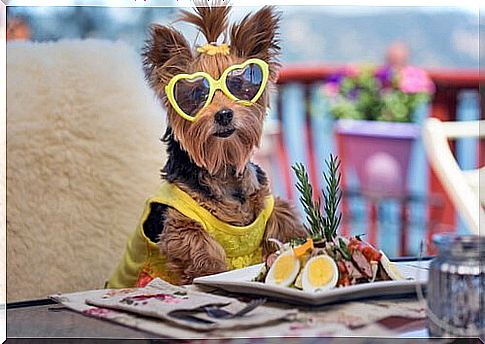 Yorkshire Terrier with lettuce