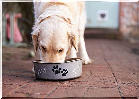 Homemade croquettes for your dog.