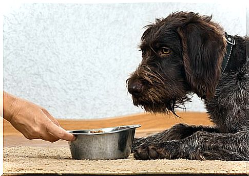 Different homemade croquettes for your dog.