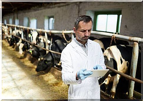 Resistance to antibiotics and animal husbandry