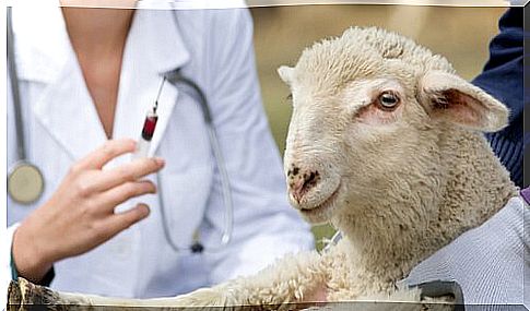 Sheep is injected with antibiotics