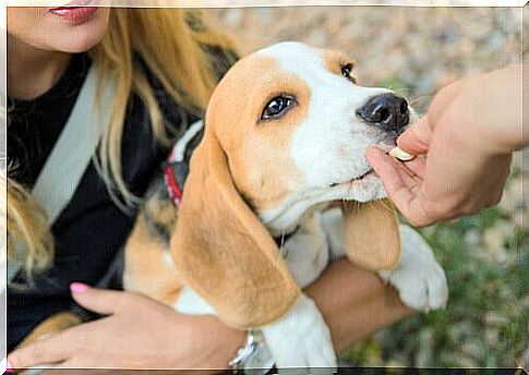 Der Hund liebt sein Leckerli