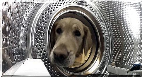 Seizure of possession: a dog saves his friend from the washing machine