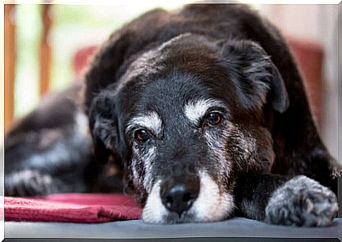 Senility In Dogs: How To Identify It!