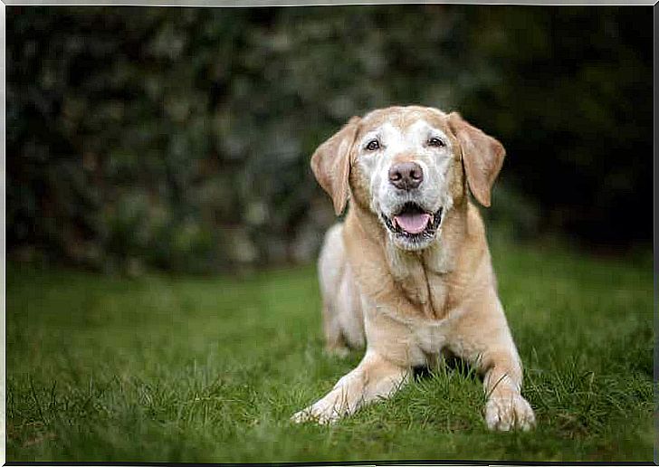 Dogs with senility show sedentary behavior