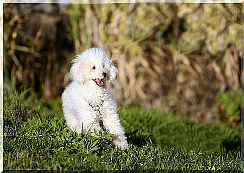 Small dogs, big hearts: poodles