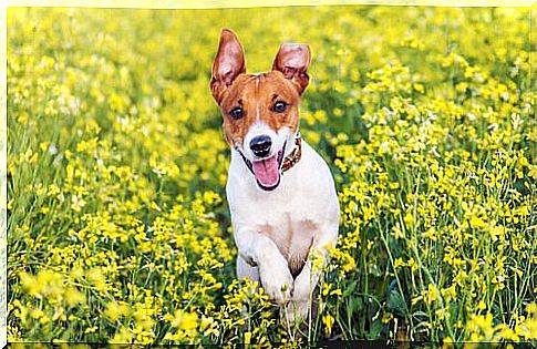 Jack Russell Terrier: small dogs with a great hunting instinct