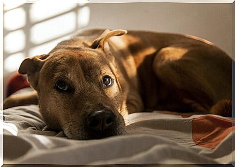 Socializing an anxious and stressed dog