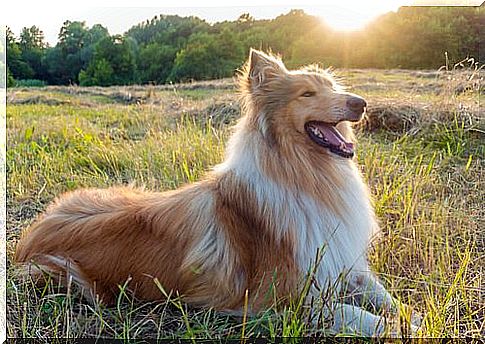 Seamus the collie