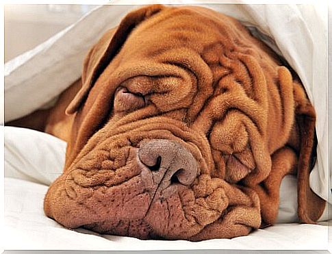 Wrinkled dog