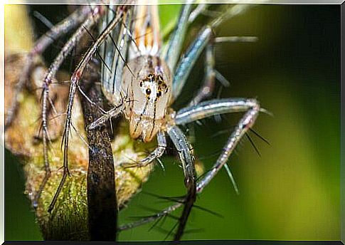 Spinning with a Smile: Behavior and Habitat