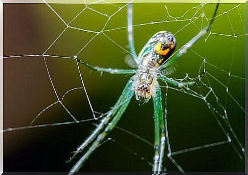 Leucauge Venusta spider