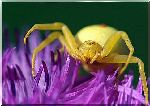 Spinning with a smile: Misumena Vatia spider