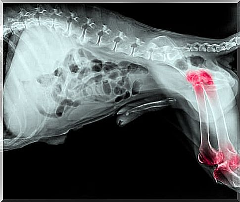 X-ray of a dog