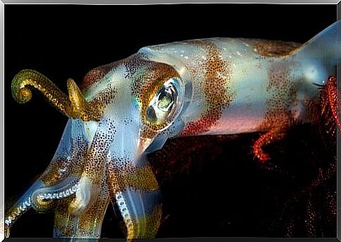 Squids or cuttlefish: what's the difference?