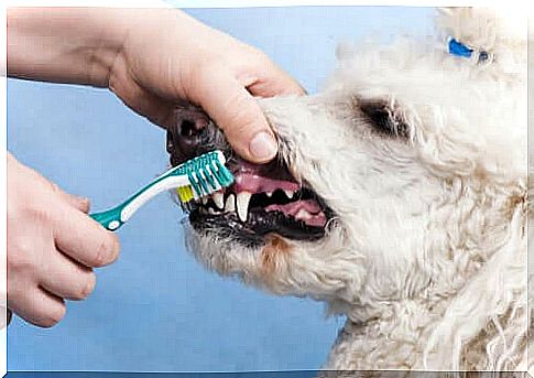 Cleaning Dogs Under Anesthesia: Is It Safe?