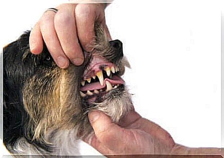 Periodontal disease is a condition that occurs in the mouth of dogs