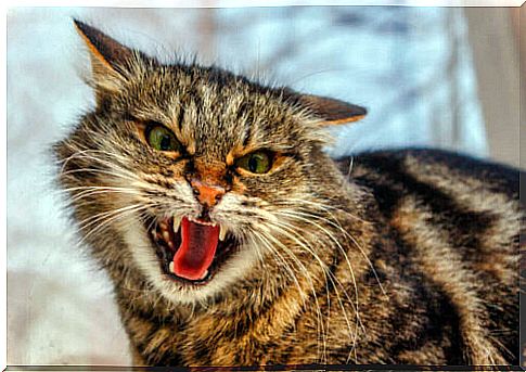 The 4 most common behavioral disorders in cats