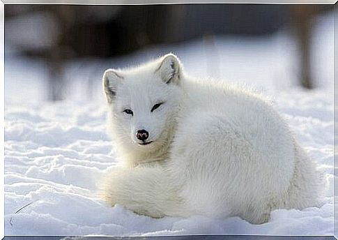 The arctic fox: a social and territorial animal