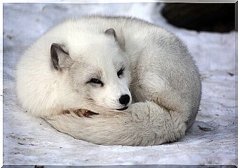 The arctic fox has a thick coat