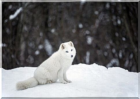 The arctic fox lives in caves