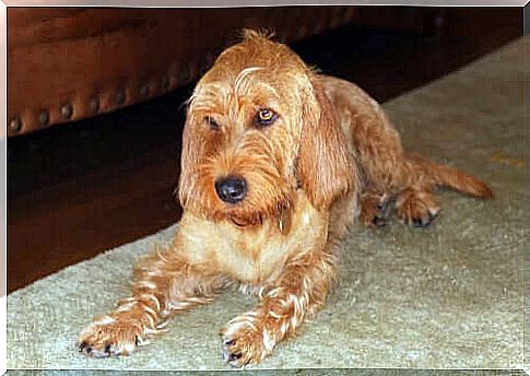 The Basset fauve de Bretagne, a good friend