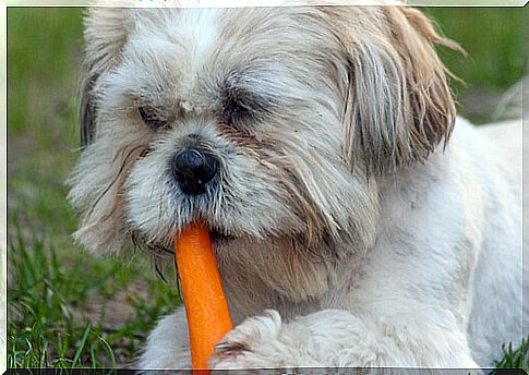 The benefits of carrots for a dog